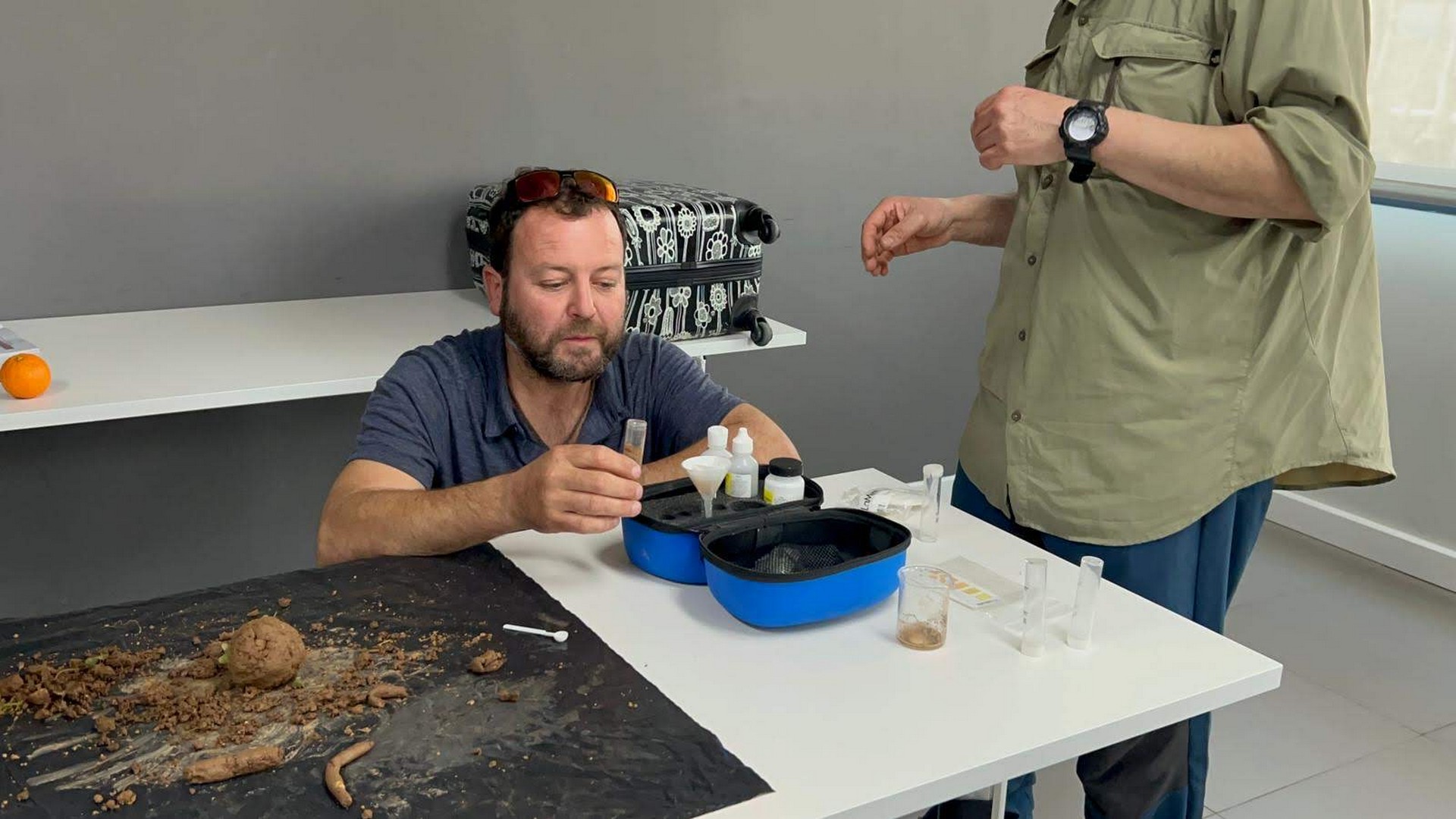 Formación y asesoramiento del arbolado en Mallorca
