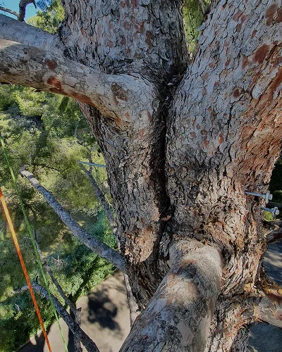 Refuerzo estructural del arbolado en Marivent